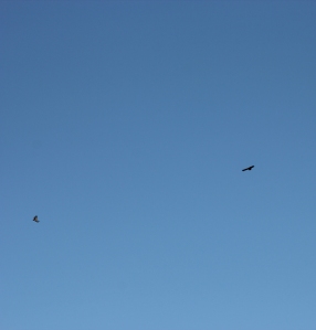 Vultures overhead. 